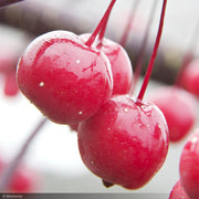 Crabapple, Prairifire #5